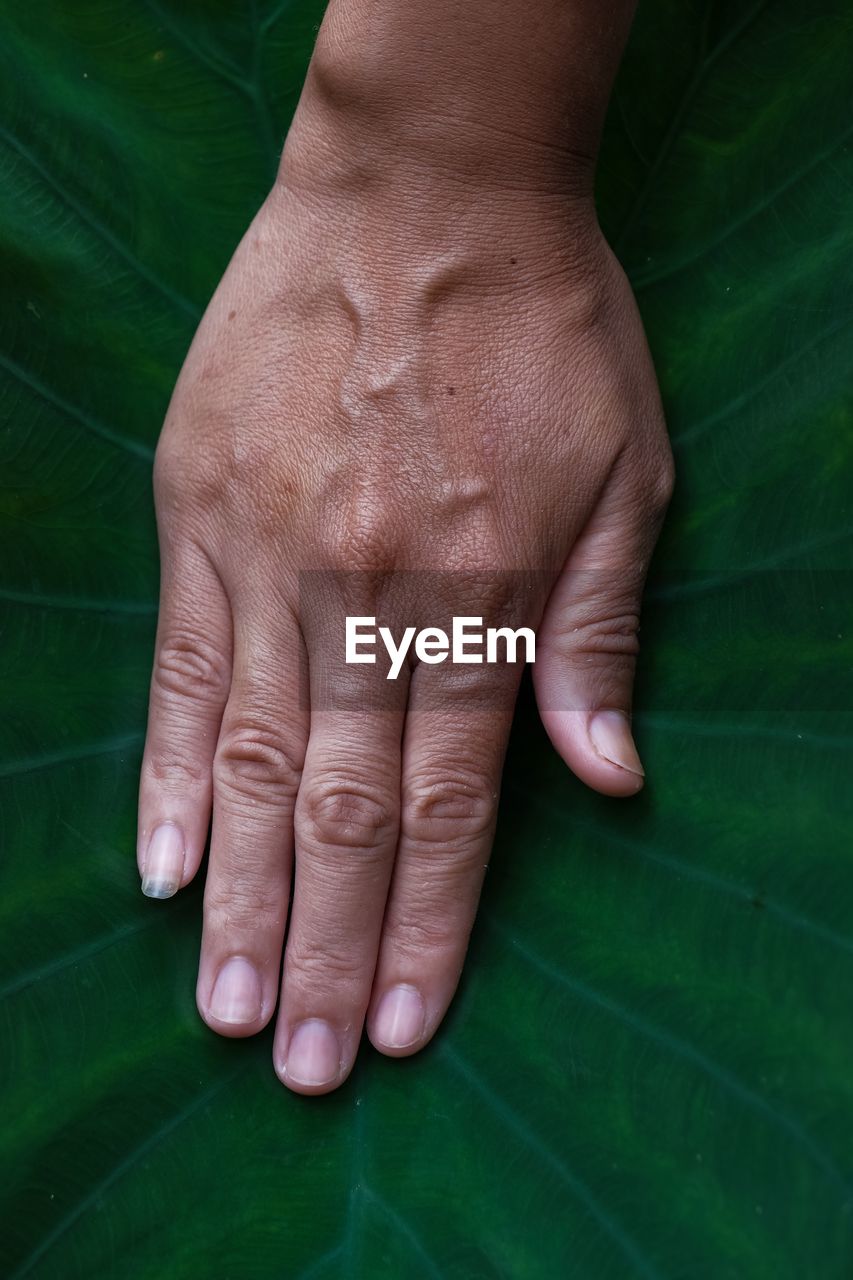 Cropped hand of person on leaf