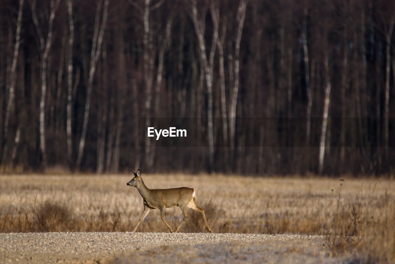 Deer walking in forest