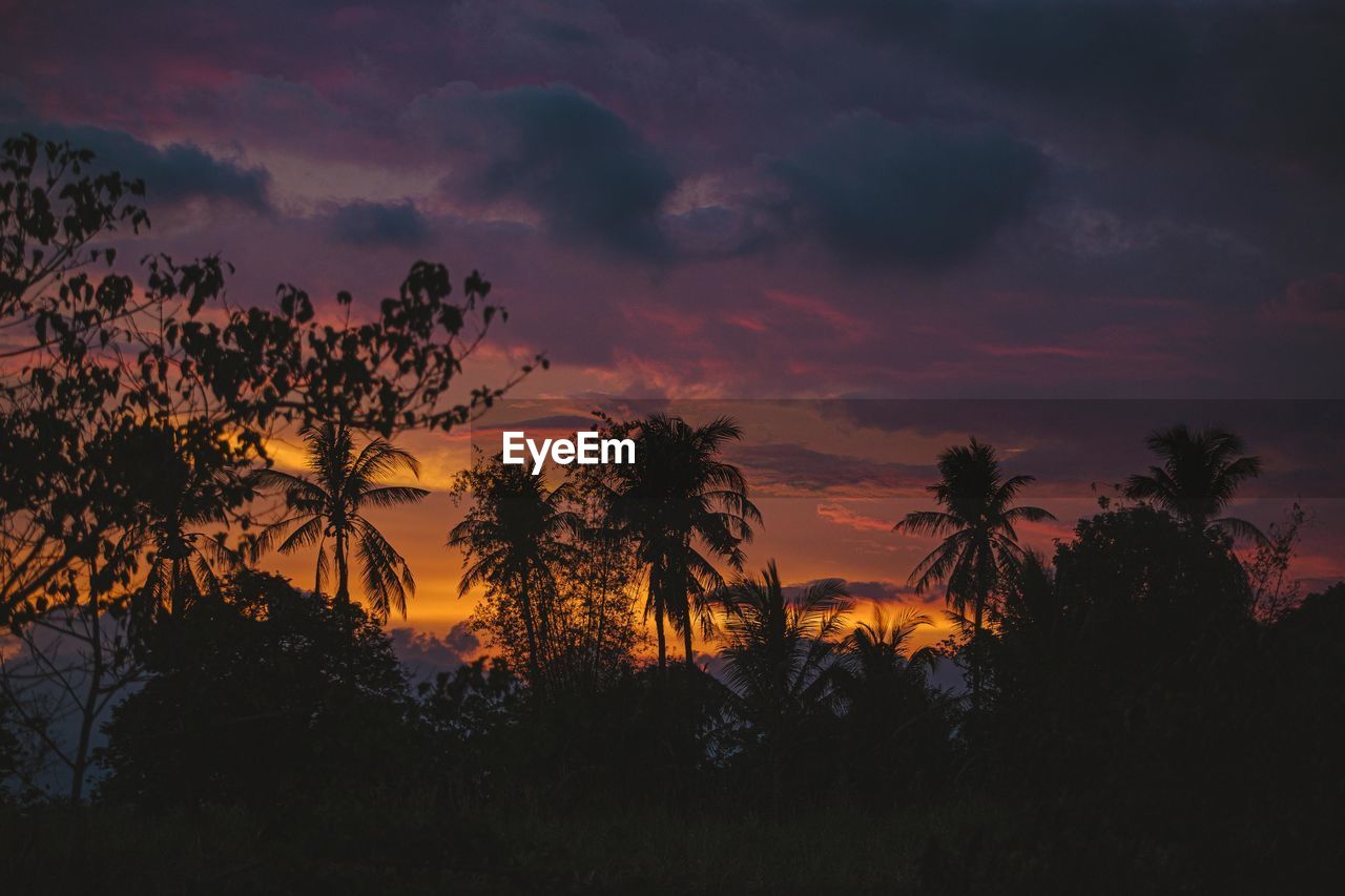 SILHOUETTE TREES AGAINST DRAMATIC SKY