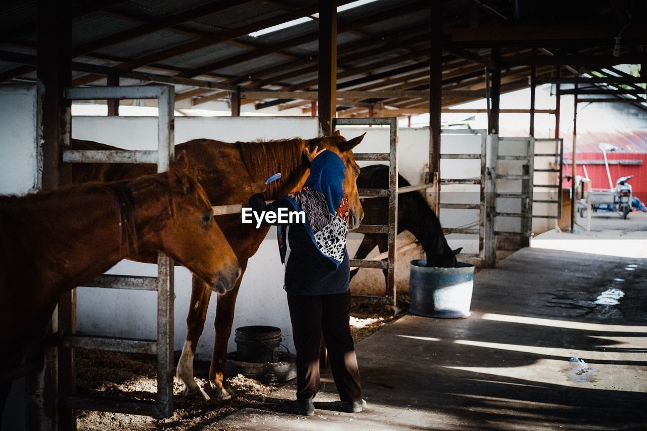 Rear view of woman combing horse at farm