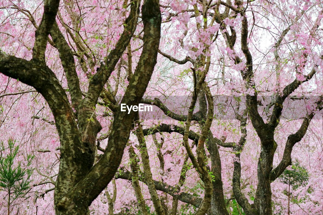 Trees growing against sky