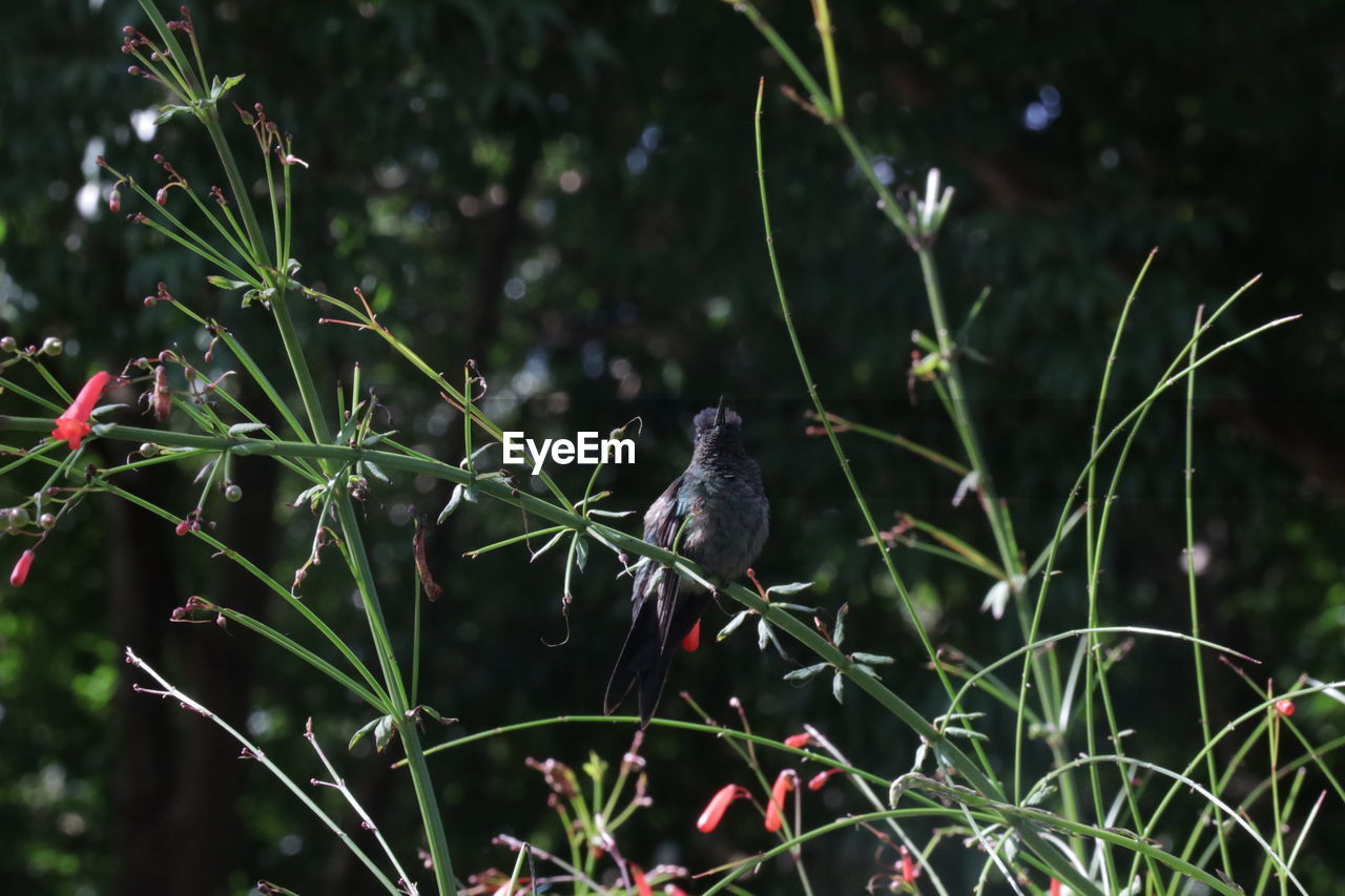 BIRDS PERCHING ON PLANT