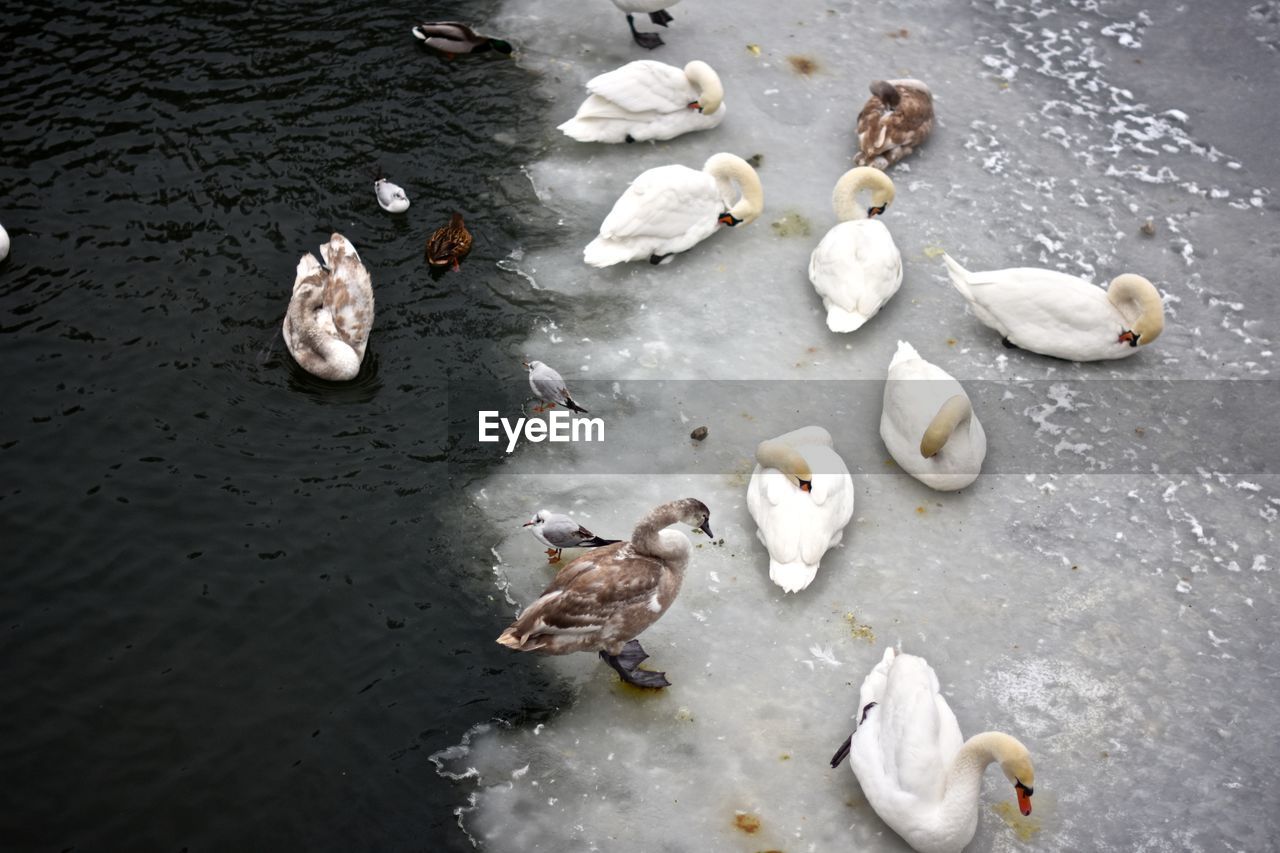High angle view of birds in frozen canal