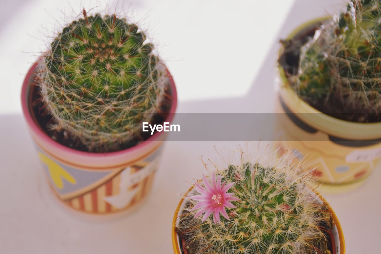 HIGH ANGLE VIEW OF POTTED CACTUS PLANTS