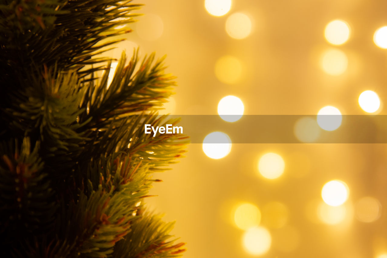 CLOSE-UP OF CHRISTMAS TREE