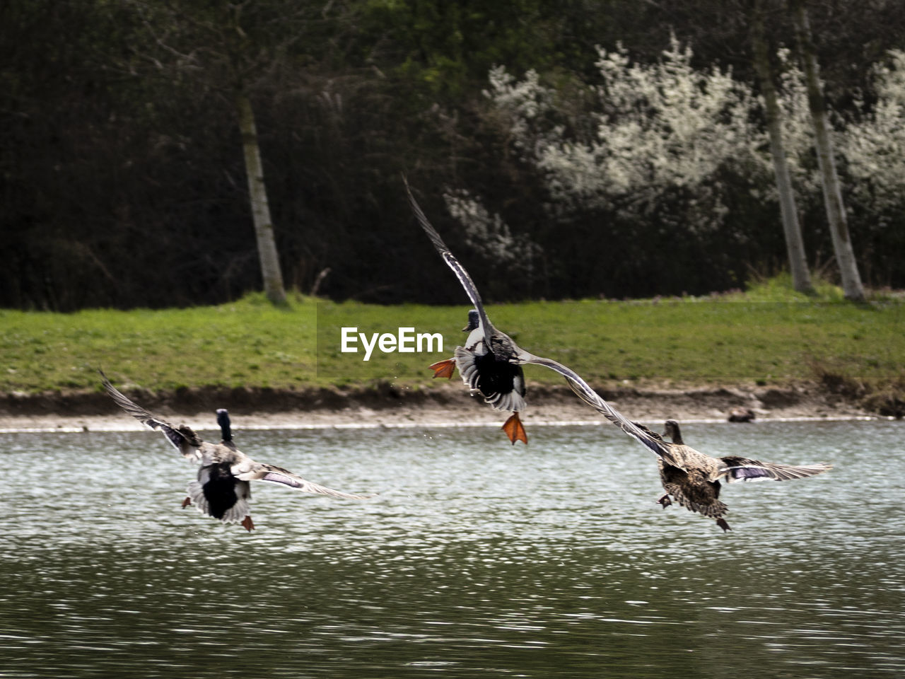 BIRD FLYING OVER LAKE