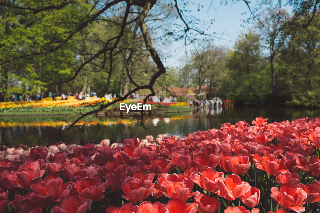 Red tulips growing by lake at park