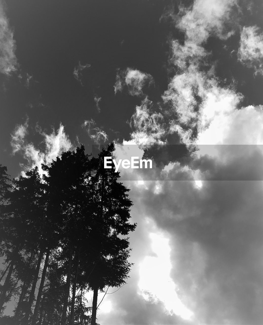 LOW ANGLE VIEW OF TREES AGAINST CLOUDY SKY