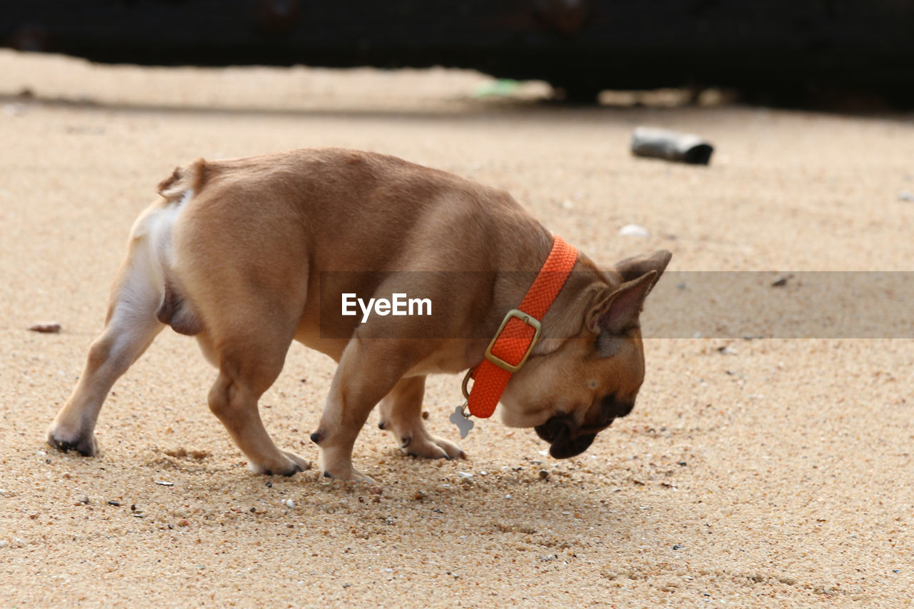 Side view of a dog on sand