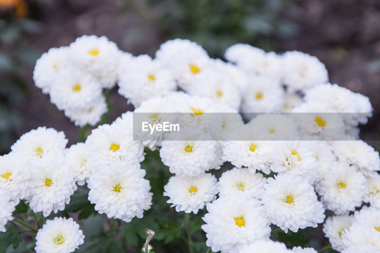 CLOSE UP OF WHITE FLOWERS