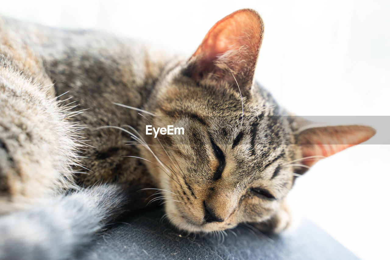 CLOSE-UP OF TABBY SLEEPING