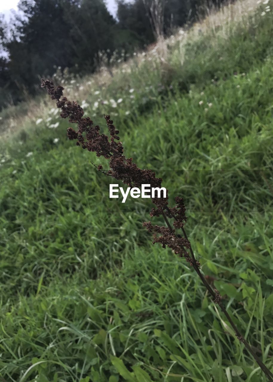 CLOSE-UP OF PLANT GROWING IN FIELD