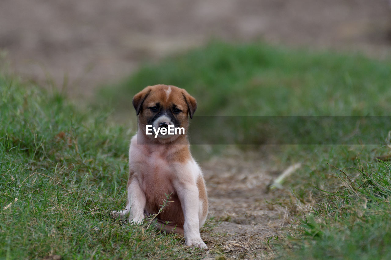 Portrait of puppy on grassy field