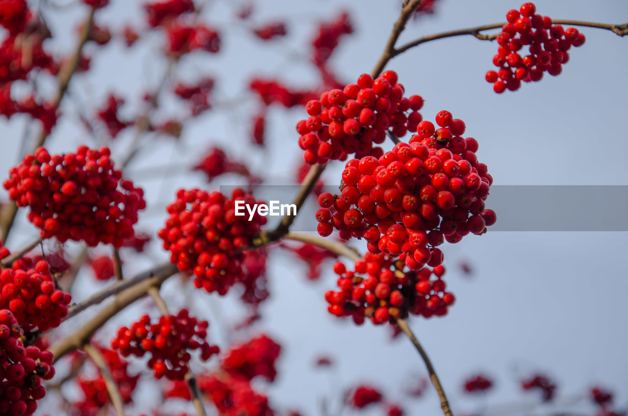 Large heavy clusters of mountain ash. bright contrasting colors.