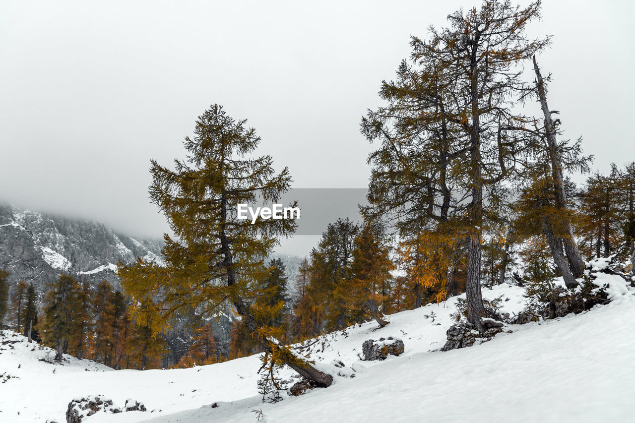 Moody landscape with snowy slope under misty mountains. larch trees changing color to yellow.