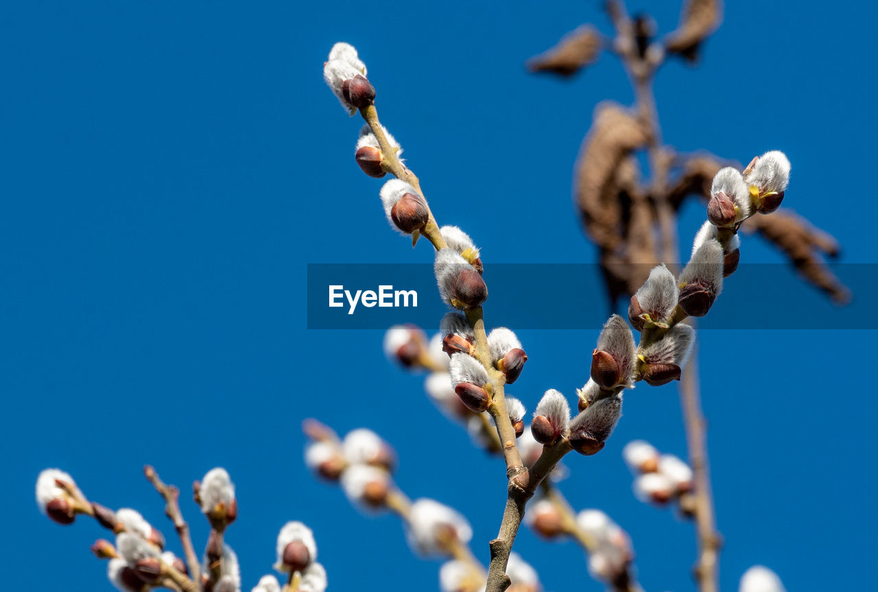 Low angle view of flowering plants against clear blue sky