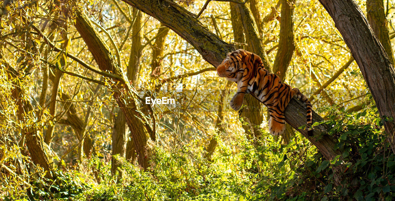 Toy tiger on a tree