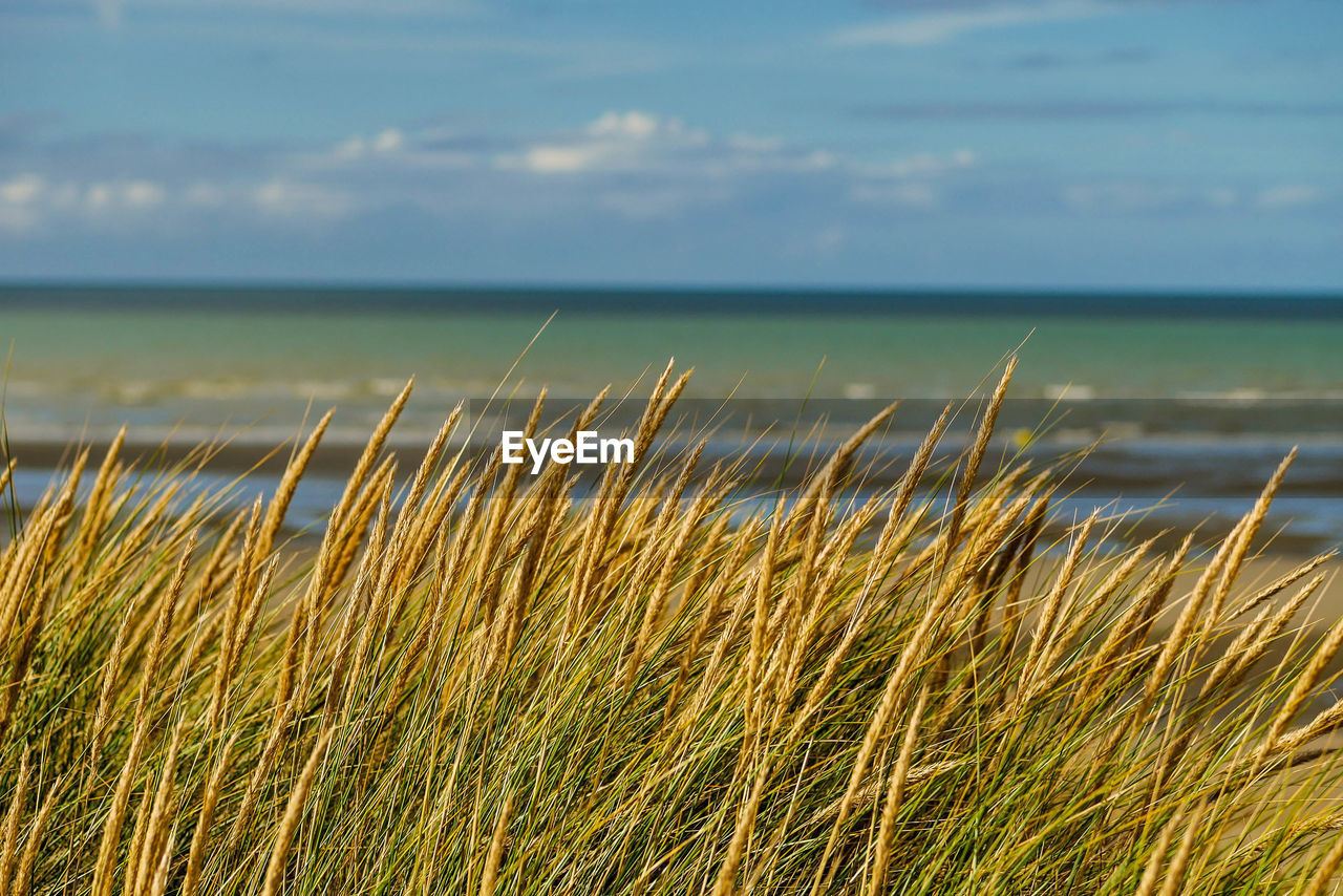 Close-up of grass by sea against sky