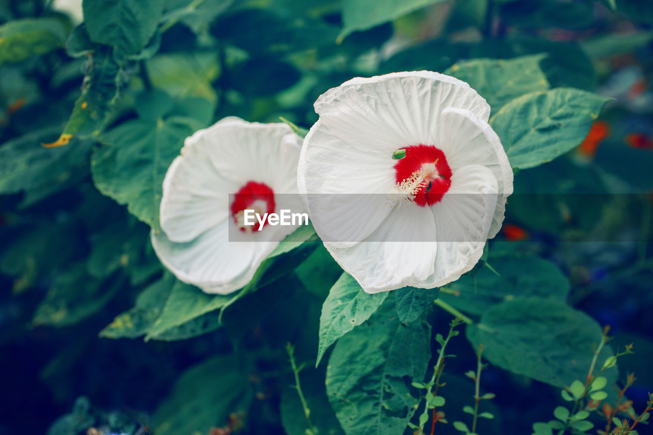 Beautiful white swamp rose flower on faded blurry green background. dark art moody floral. 