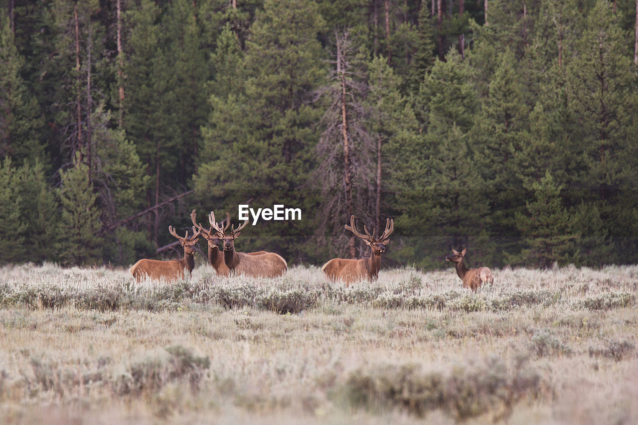 Elk on the edge of the forest