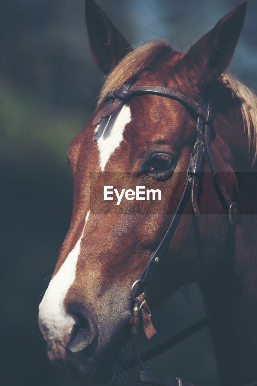 CLOSE-UP OF A HORSE IN THE RANCH