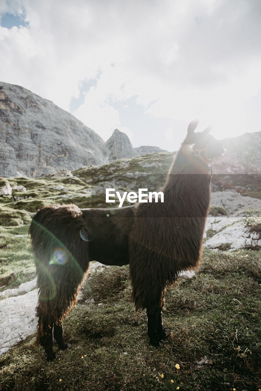 Lama in sunset in austrian dolomites. golden hour picture of lama.