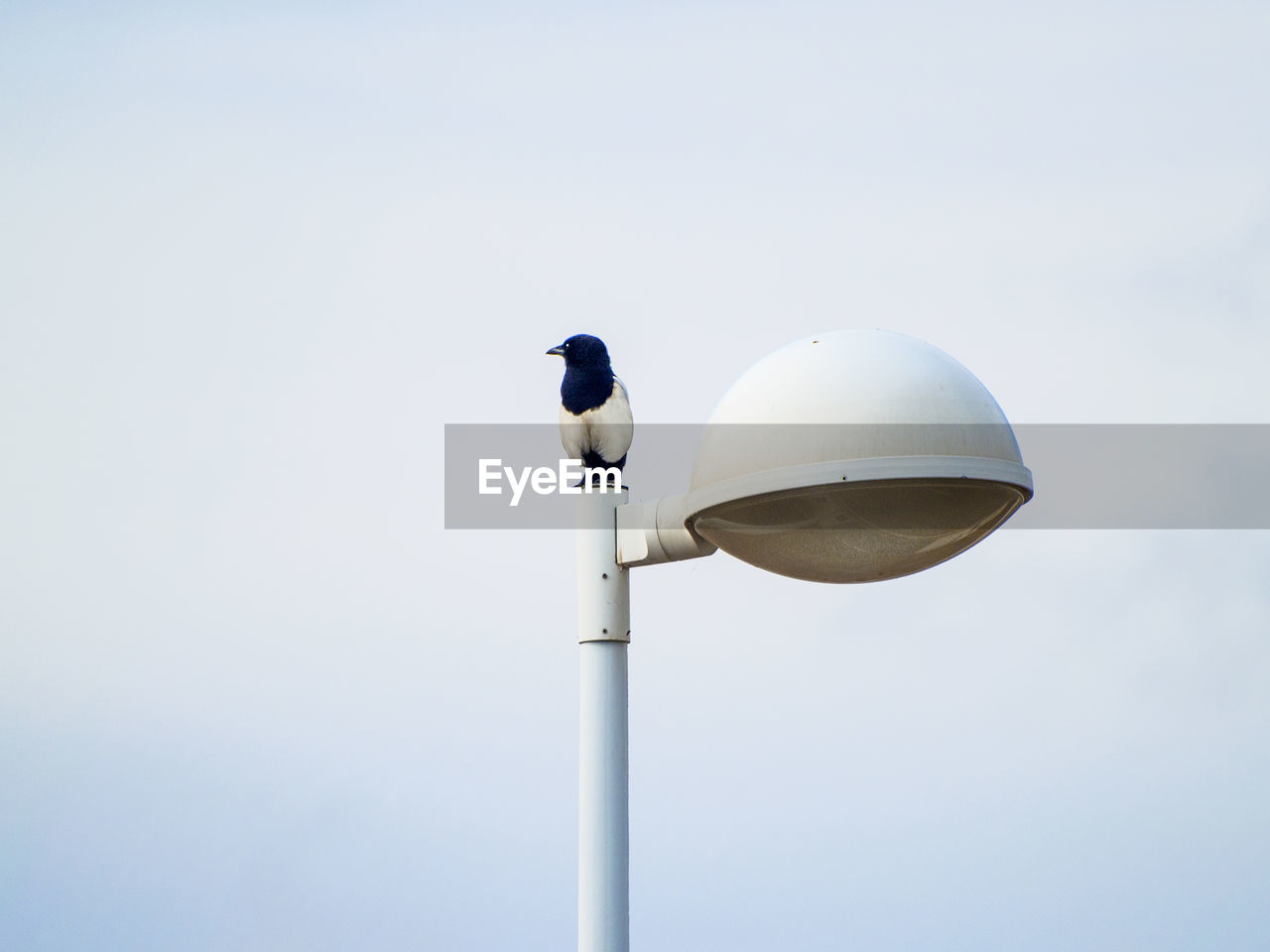 LOW ANGLE VIEW OF BIRD PERCHING ON POLE AGAINST CLEAR SKY