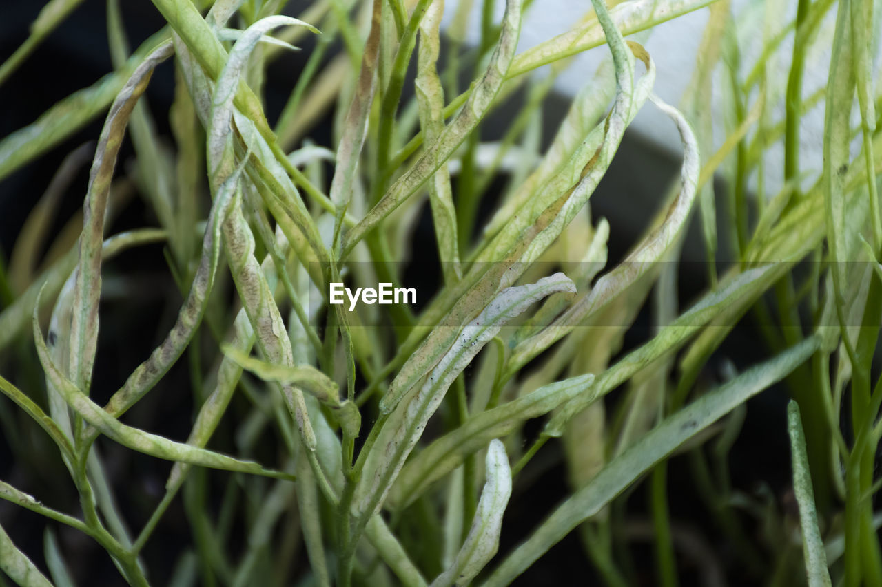 CLOSE-UP OF GREEN PLANT