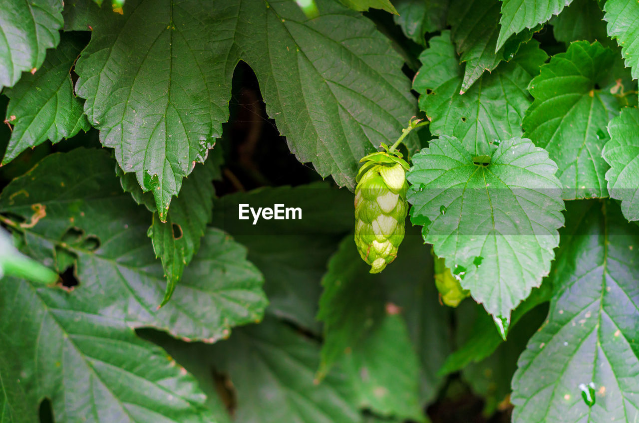 Close-up of strawberry growing on plant