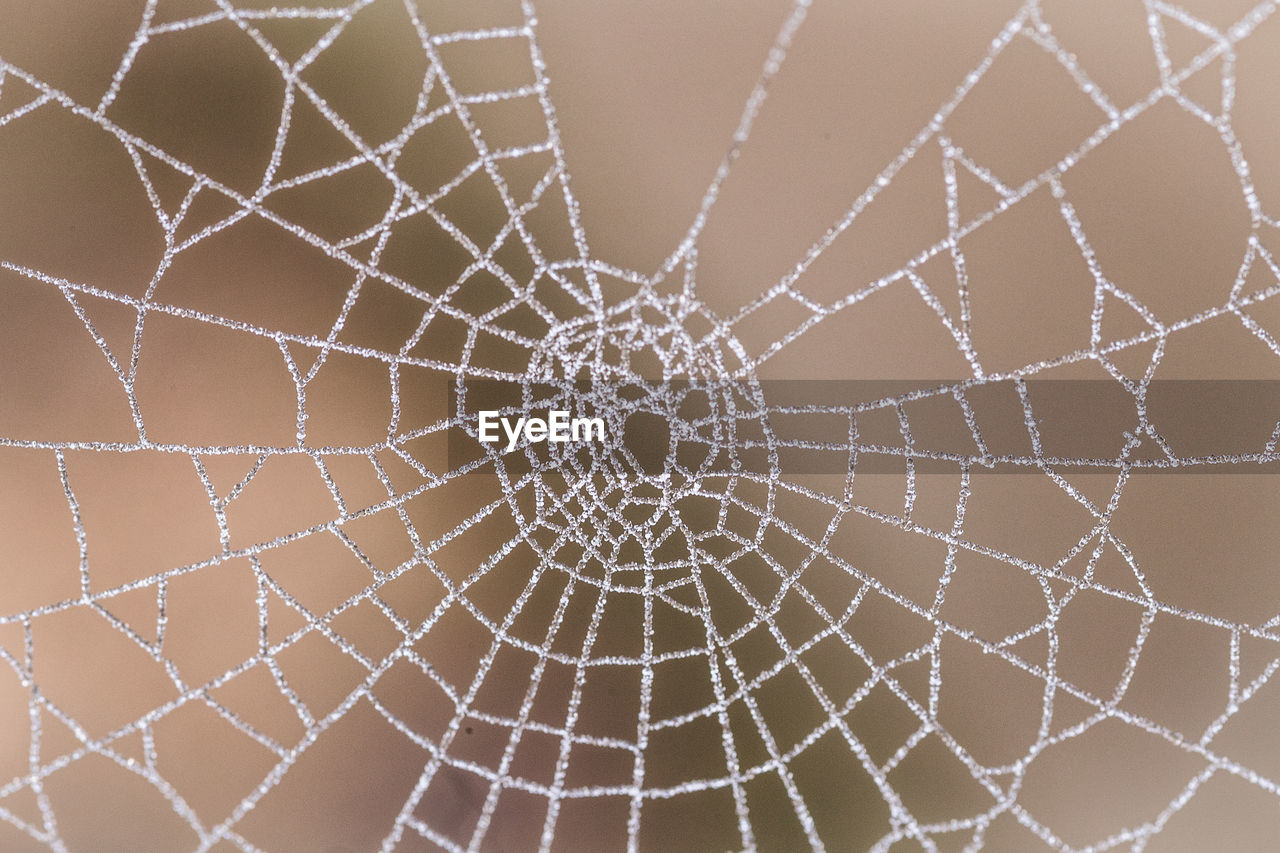 Close-up of spider web