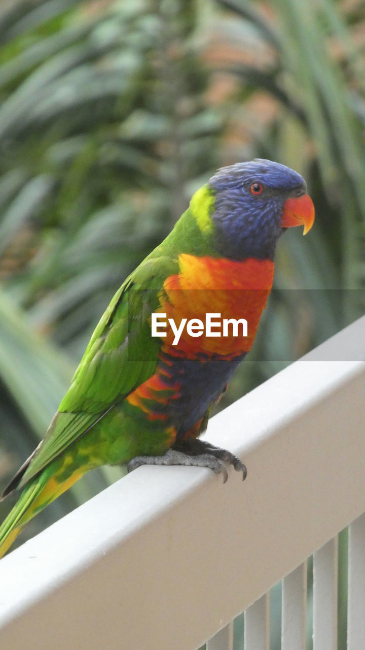 Close up of rainbow lorikeet bird perched on railing