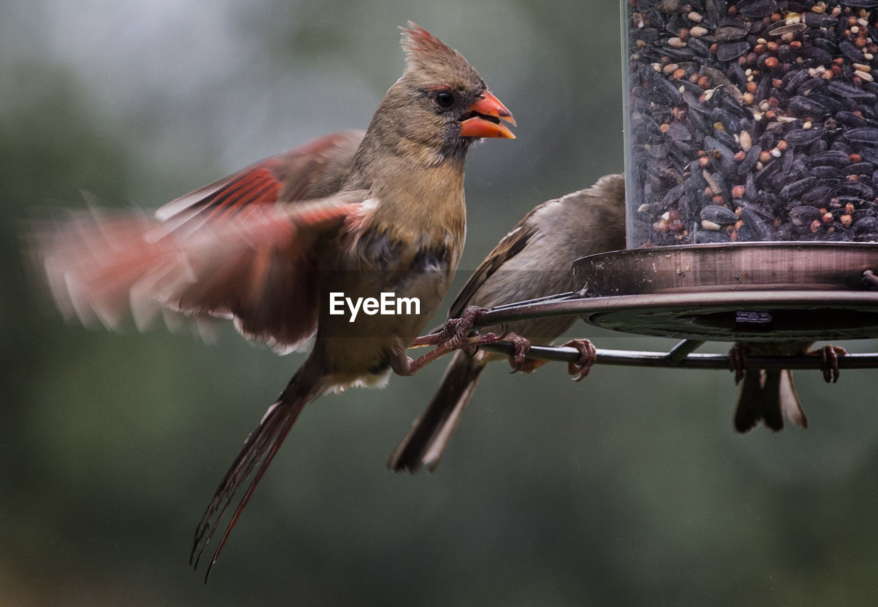 Close-up of birds perching on feeder