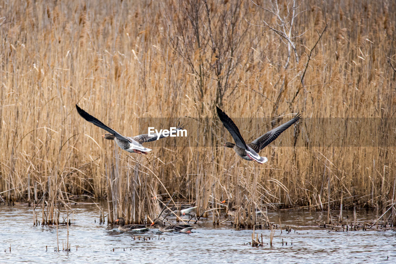 BIRD FLYING OVER LAKE