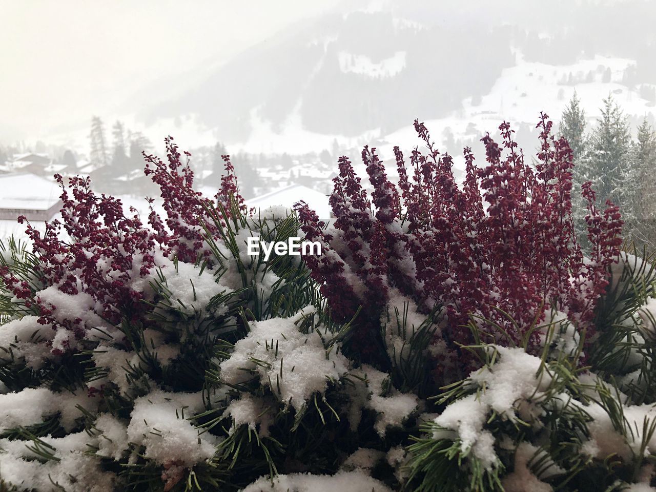 CLOSE-UP OF FLOWERS AGAINST THE SKY