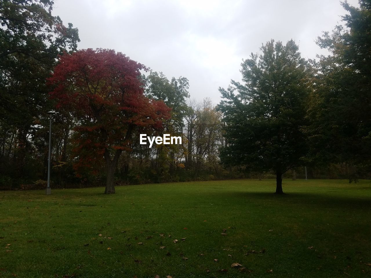 TREES IN FIELD AGAINST SKY