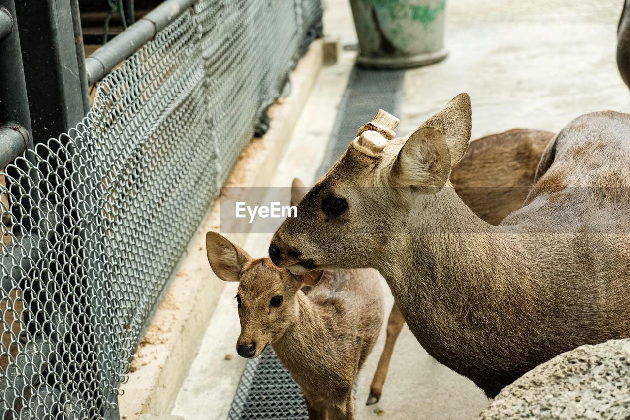 View of deer in zoo