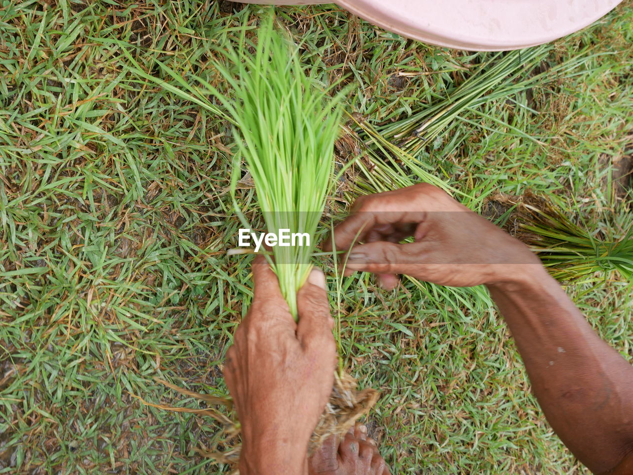 High angle view of man hand holding grass