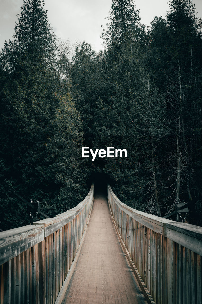 Footbridge against trees in forest