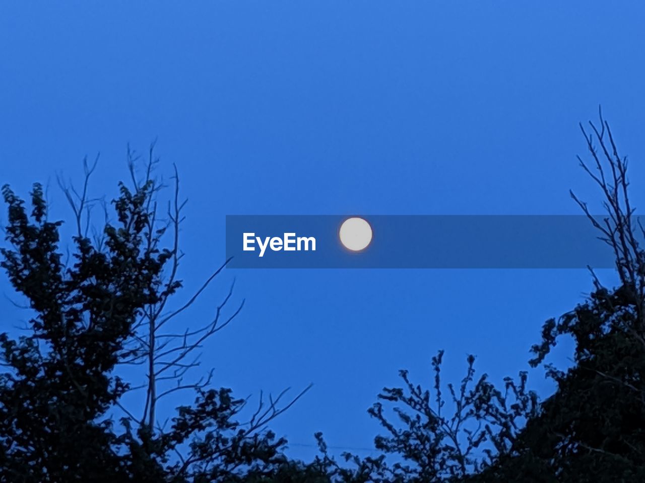LOW ANGLE VIEW OF TREE AGAINST CLEAR SKY AT NIGHT