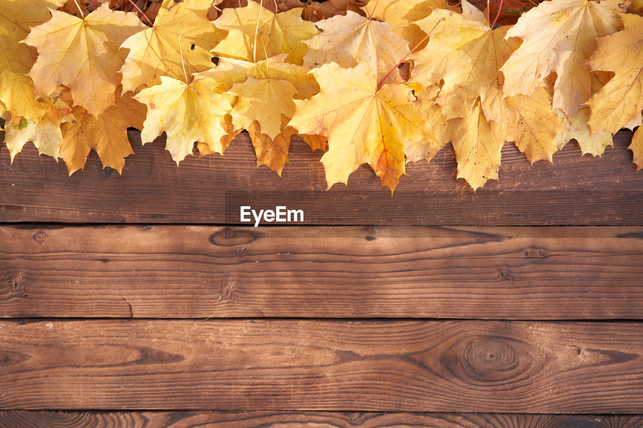 HIGH ANGLE VIEW OF MAPLE LEAVES ON TABLE