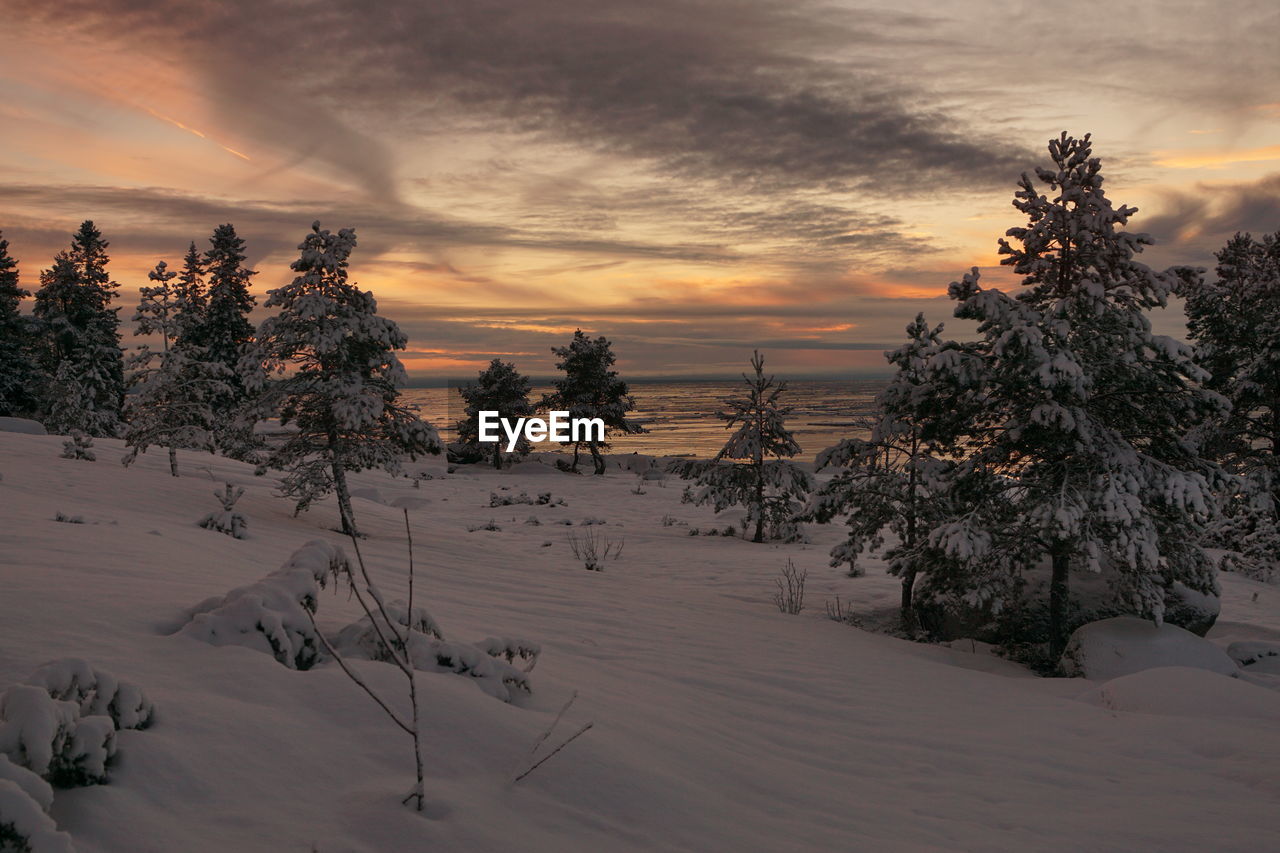 tree, winter, snow, cold temperature, plant, sky, landscape, sunset, environment, nature, beauty in nature, scenics - nature, cloud, land, coniferous tree, pinaceae, pine tree, forest, pine woodland, tranquility, sun, mountain, tranquil scene, frozen, no people, non-urban scene, woodland, travel, outdoors, travel destinations, rural scene, sunlight, dusk, dramatic sky, ice, orange color, idyllic, tourism, twilight