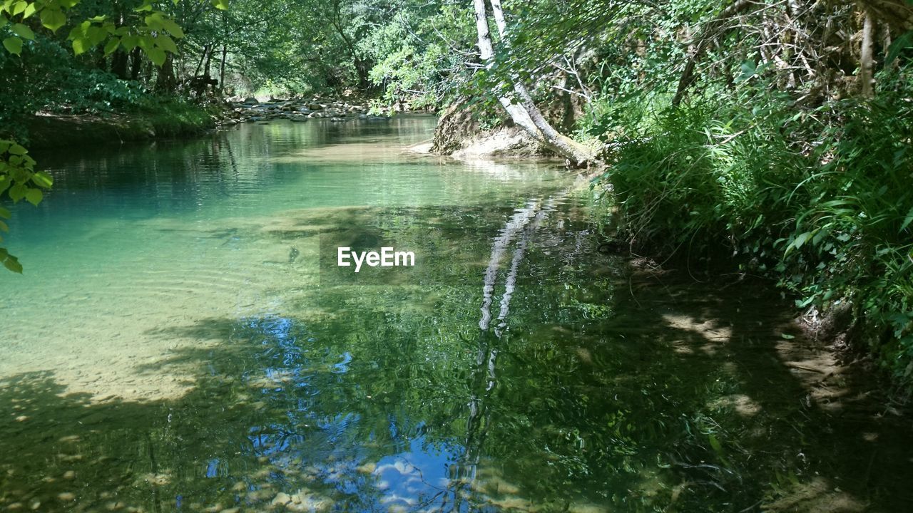 SCENIC VIEW OF RIVER FLOWING THROUGH FOREST