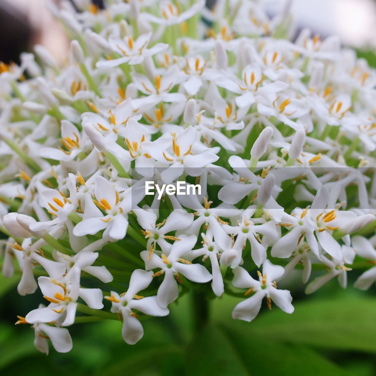 CLOSE-UP OF FRESH WHITE FLOWERING PLANTS