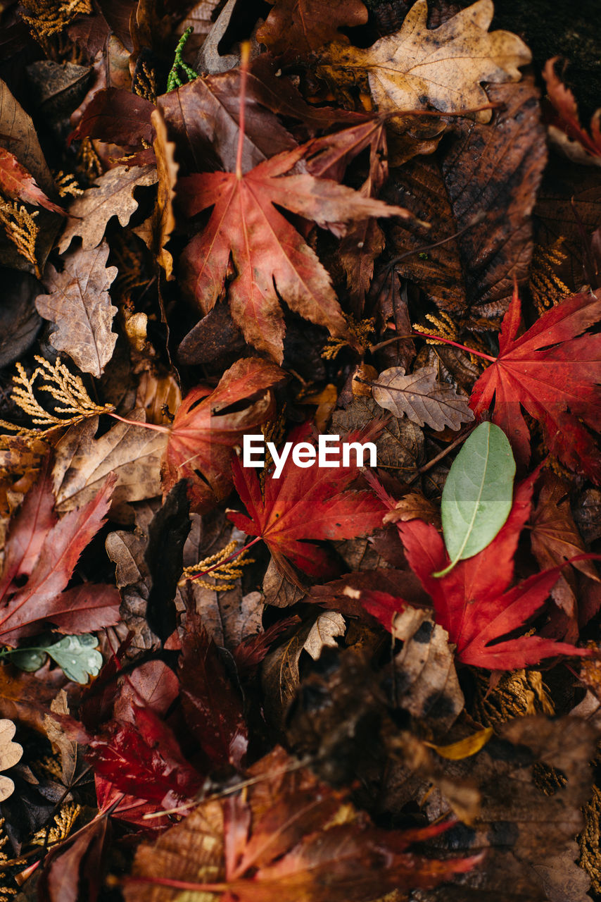 HIGH ANGLE VIEW OF DRY MAPLE LEAVES ON TREE