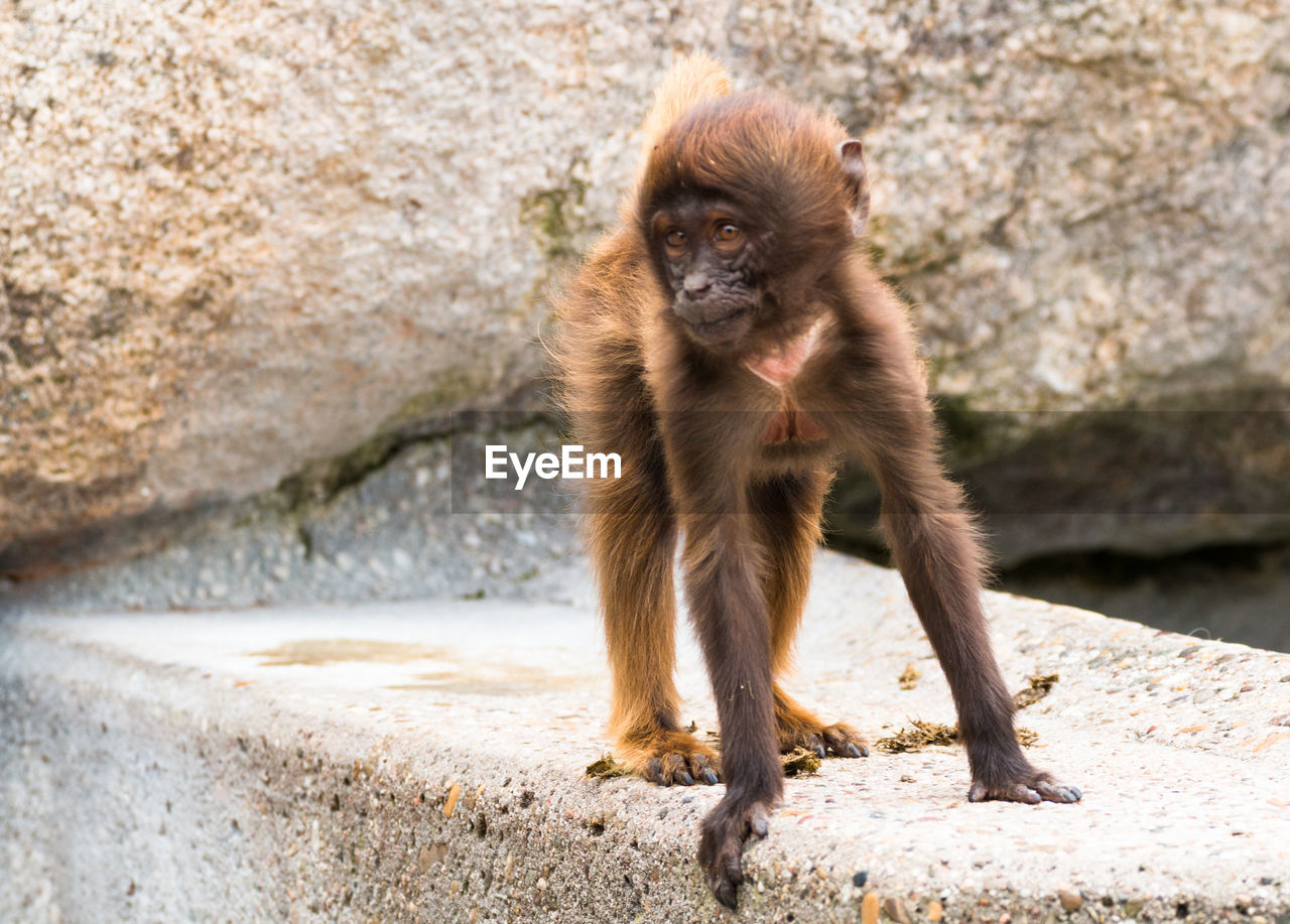 PORTRAIT OF MONKEY ON ROCK