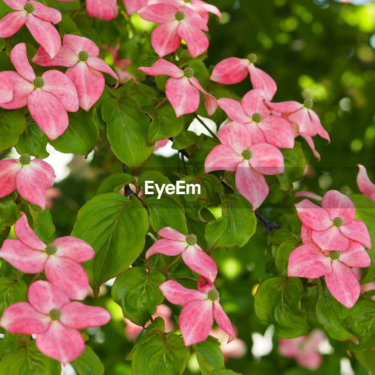 Close-up of pink flower