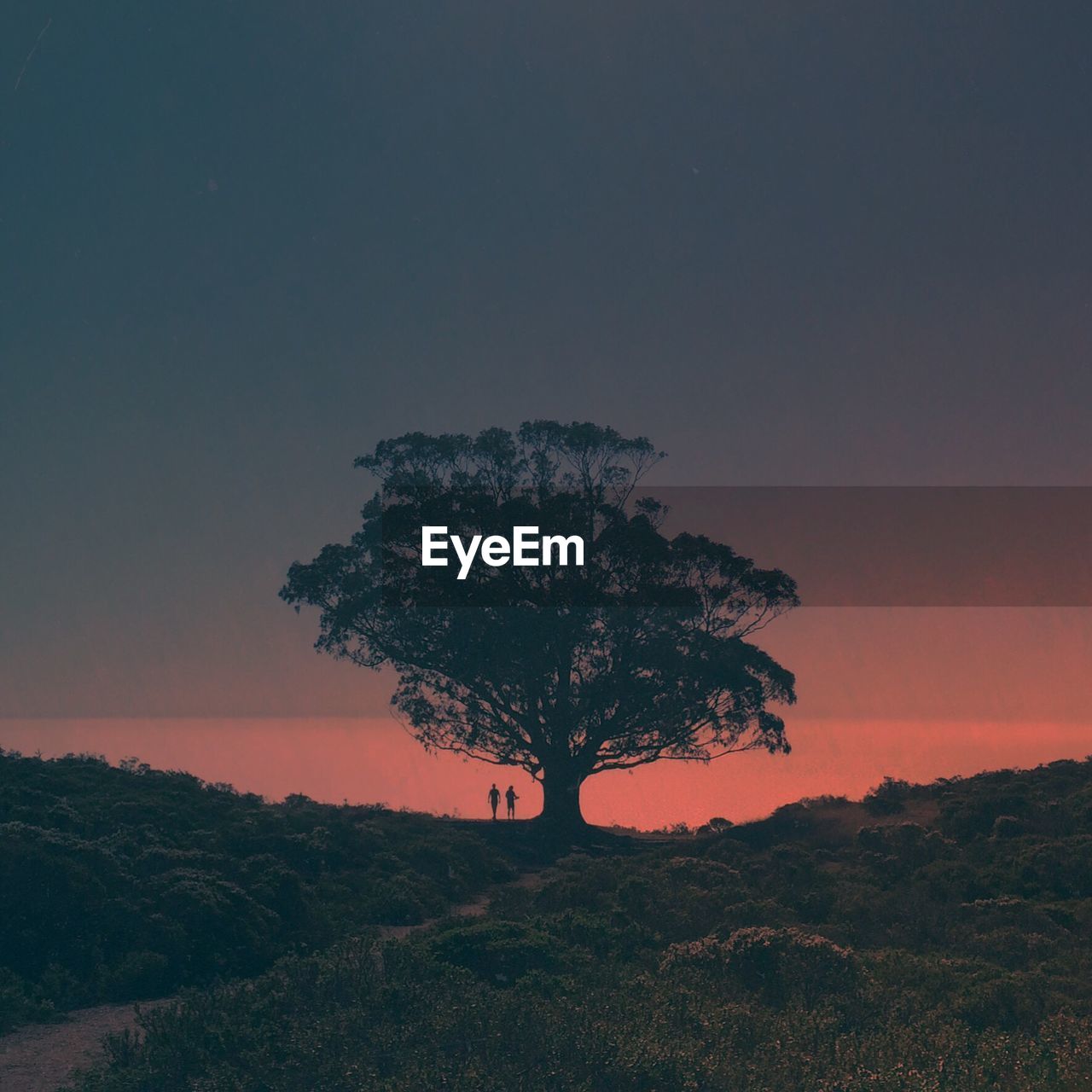 Tree on field against sky at night