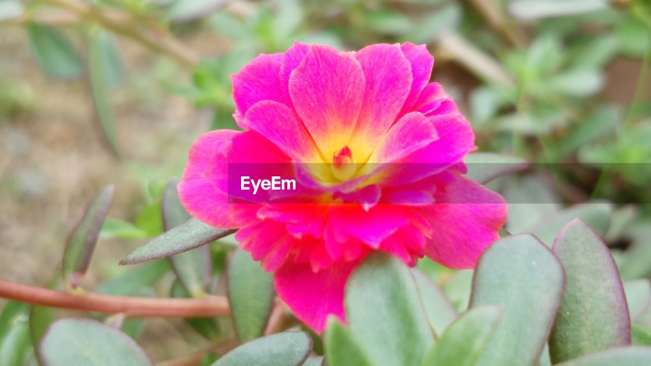 CLOSE-UP OF PINK AND BLOOMING OUTDOORS