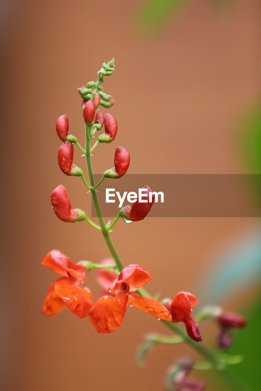 CLOSE-UP OF BERRIES GROWING ON PLANT