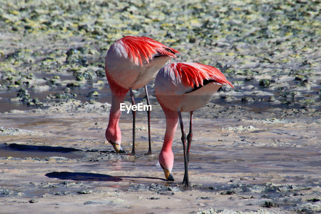 View of a bird on the beach